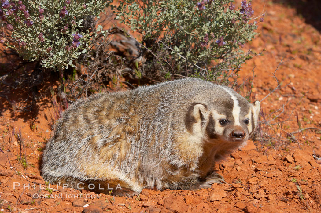 American badger.  Badgers are found primarily in the great plains region of North America. Badgers prefer to live in dry, open grasslands, fields, and pastures., Taxidea taxus, natural history stock photograph, photo id 12048