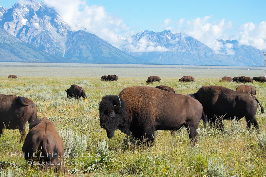 Bison herd. Grand Teton National Park, Wyoming, USA, Bison bison, natural history stock photograph, photo id 13006