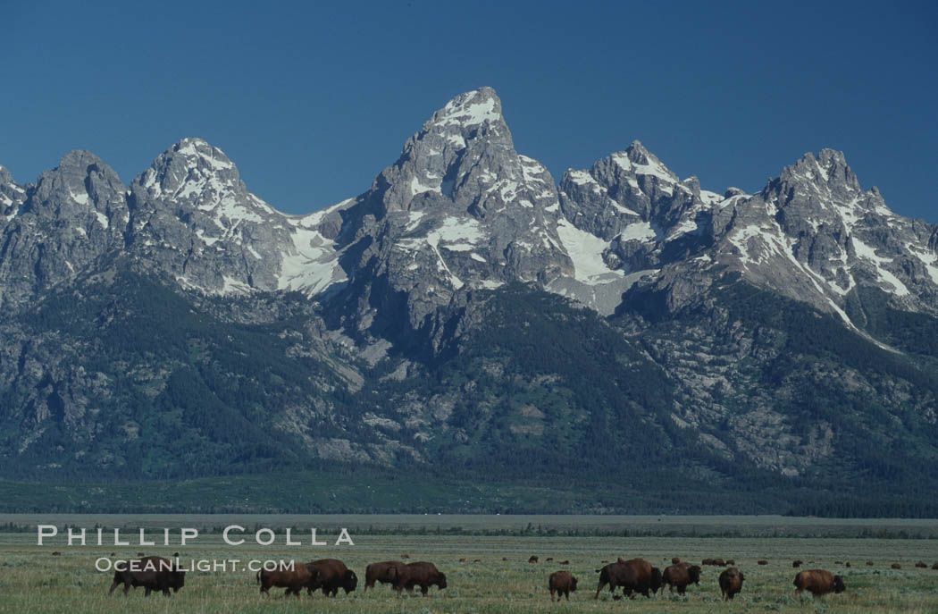 A small herd of American bison -- quintessential symbol of the American West -- graze below the Teton Range. Grand Teton National Park, Wyoming, USA, Bison bison, natural history stock photograph, photo id 07344