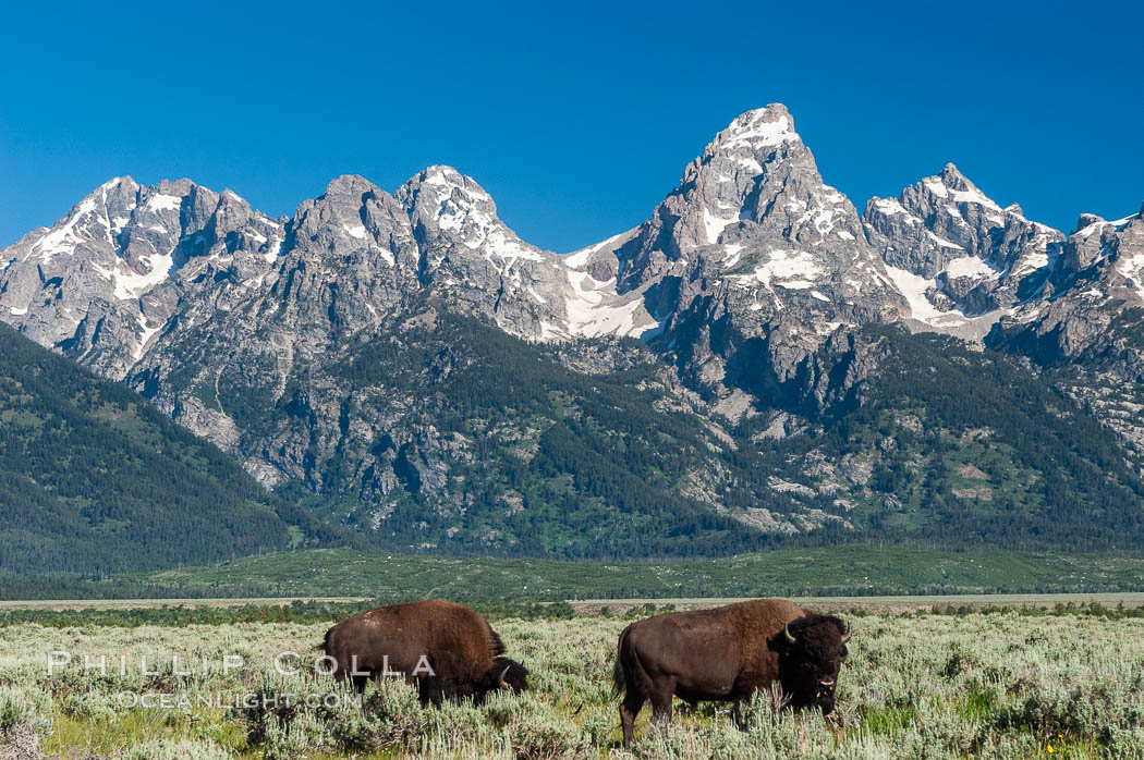 A small herd of American bison -- quintessential symbol of the American West -- graze below the Teton Range. Grand Teton National Park, Wyoming, USA, Bison bison, natural history stock photograph, photo id 07347