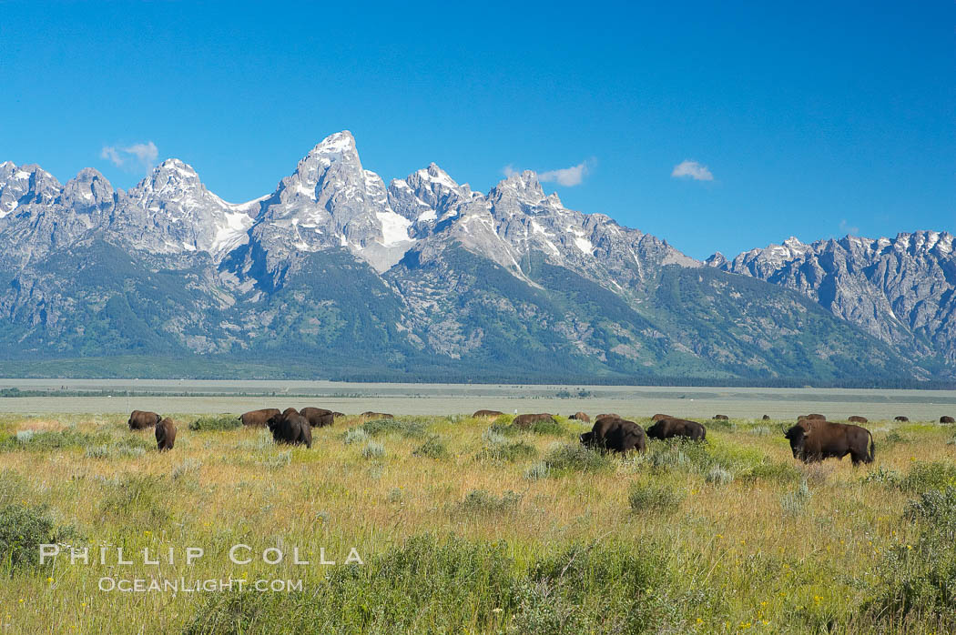 Bison herd grazes below the Teton Range. Grand Teton National Park, Wyoming, USA, Bison bison, natural history stock photograph, photo id 13007