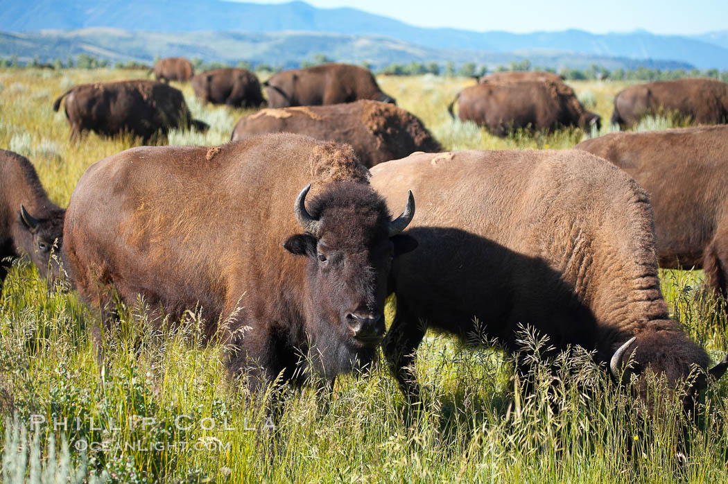 Bison herd. Grand Teton National Park, Wyoming, USA, Bison bison, natural history stock photograph, photo id 13001
