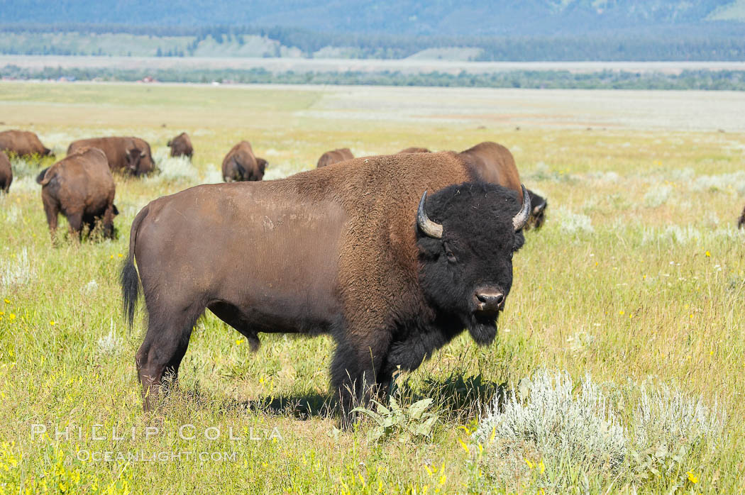 Bison herd. Grand Teton National Park, Wyoming, USA, Bison bison, natural history stock photograph, photo id 13005