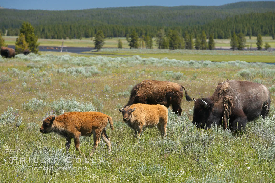 The Hayden herd of bison grazes, a mix of mature adults and young calves. Hayden Valley, Yellowstone National Park, Wyoming, USA, Bison bison, natural history stock photograph, photo id 13142