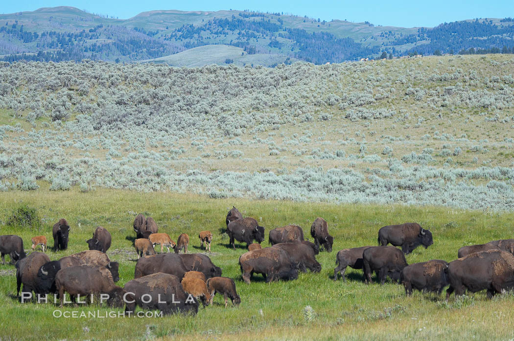 The Lamar herd of bison grazes, a mix of mature adults and young calves. Lamar Valley, Yellowstone National Park, Wyoming, USA, Bison bison, natural history stock photograph, photo id 13150