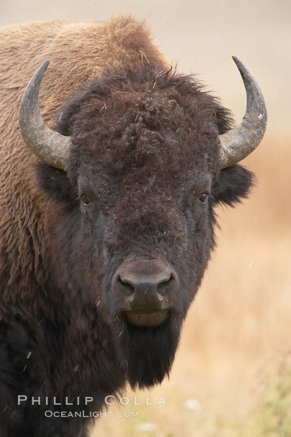 Bison. Yellowstone National Park, Wyoming, USA, Bison bison, natural history stock photograph, photo id 19598