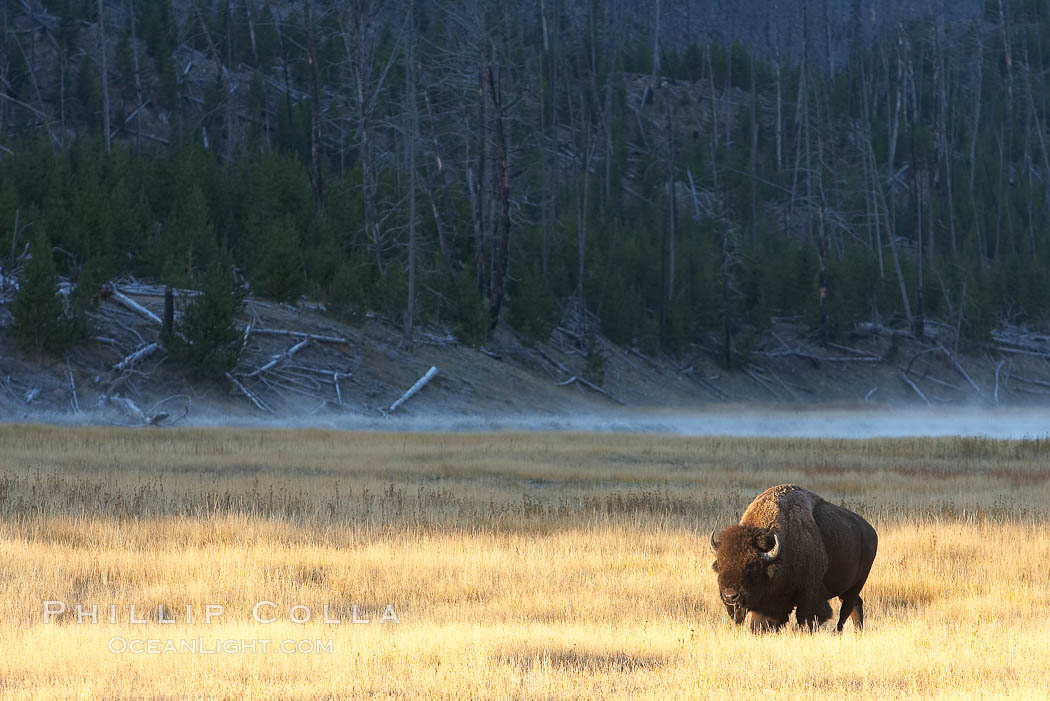 Bison grazes amid grass fields along the Madison River. Yellowstone National Park, Wyoming, USA, Bison bison, natural history stock photograph, photo id 19602