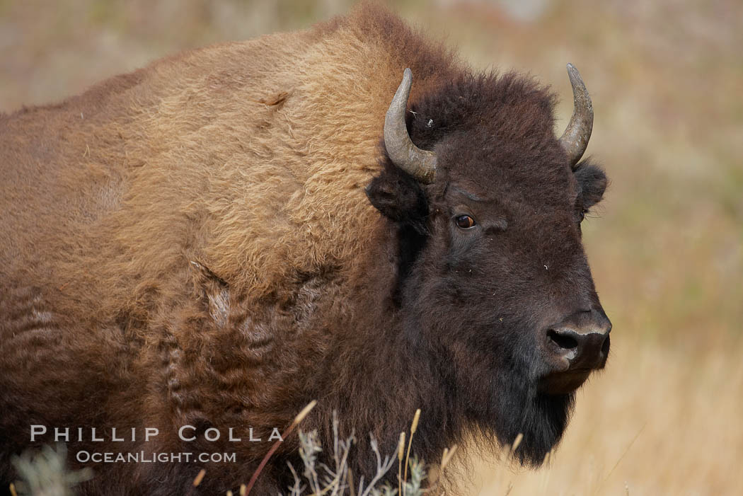 Bison. Yellowstone National Park, Wyoming, USA, Bison bison, natural history stock photograph, photo id 19600