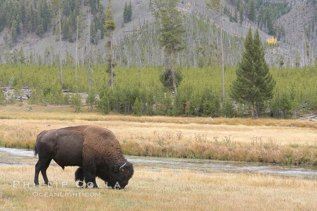 Bison grazes amid grass fields along the Madison River. Yellowstone National Park, Wyoming, USA, Bison bison, natural history stock photograph, photo id 19608