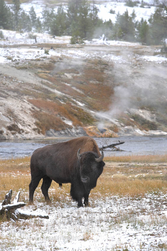 Bison. Yellowstone National Park, Wyoming, USA, Bison bison, natural history stock photograph, photo id 19612
