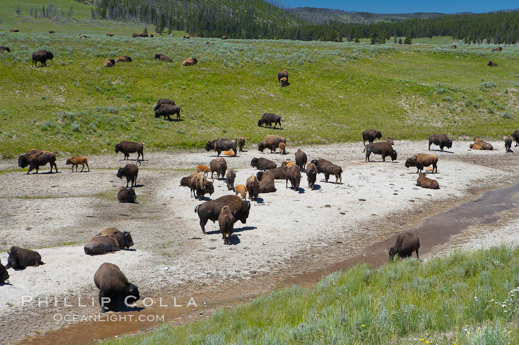 Bison rest in a dry stream bed. Hayden Valley, Yellowstone National Park, Wyoming, USA, Bison bison, natural history stock photograph, photo id 13143