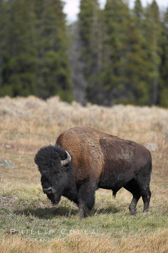 Bison. Yellowstone National Park, Wyoming, USA, Bison bison, natural history stock photograph, photo id 19599