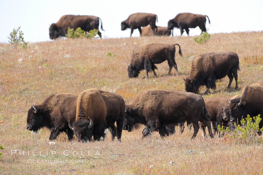 Bison herd. Yellowstone National Park, Wyoming, USA, Bison bison, natural history stock photograph, photo id 19603