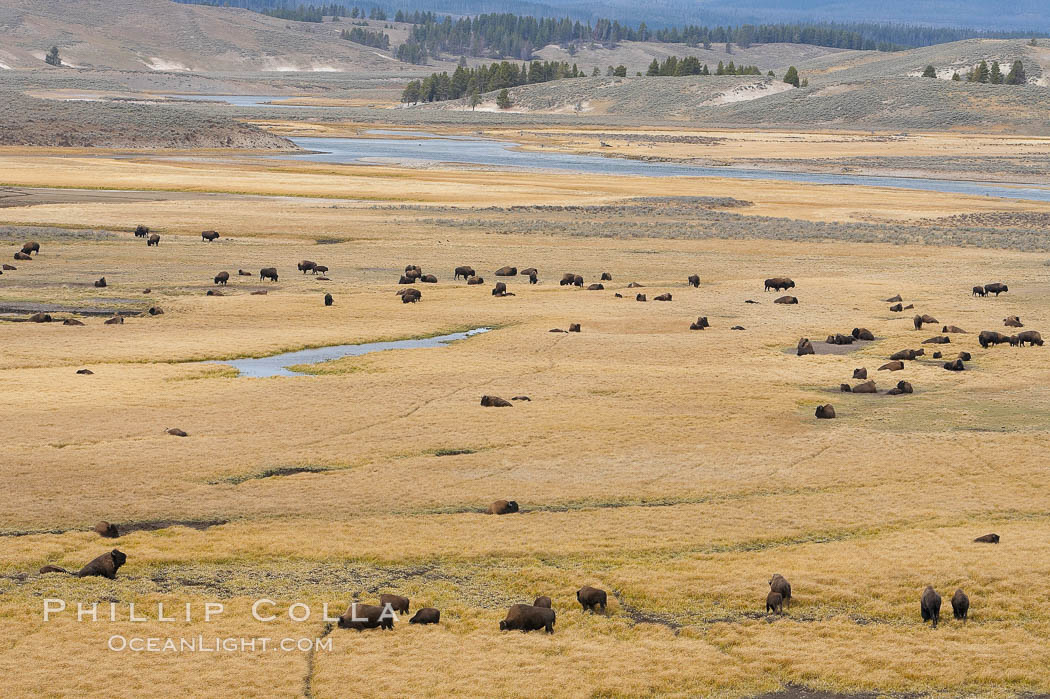 Bison herds, Hayden Valley. Yellowstone National Park, Wyoming, USA, Bison bison, natural history stock photograph, photo id 19607