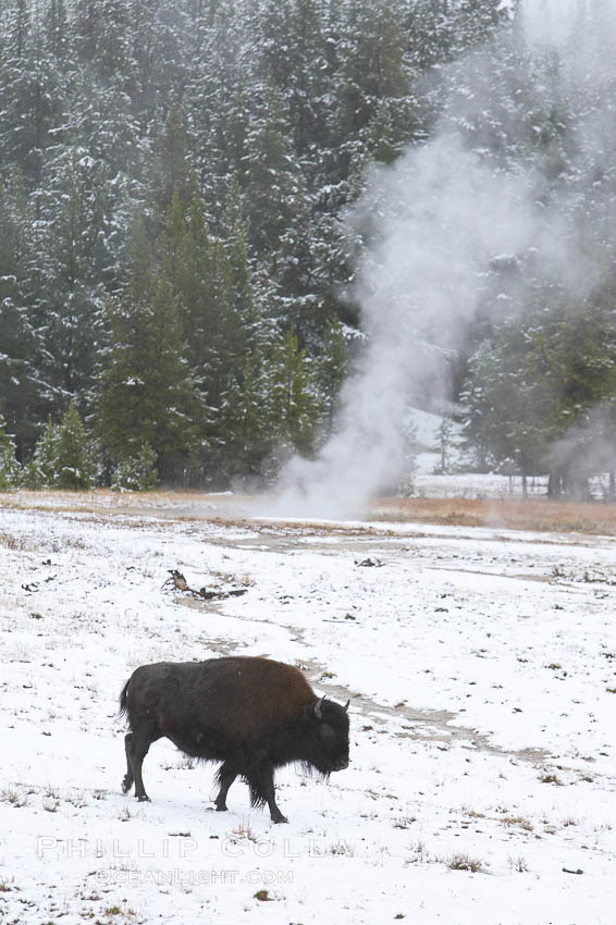 Bison. Yellowstone National Park, Wyoming, USA, Bison bison, natural history stock photograph, photo id 19611