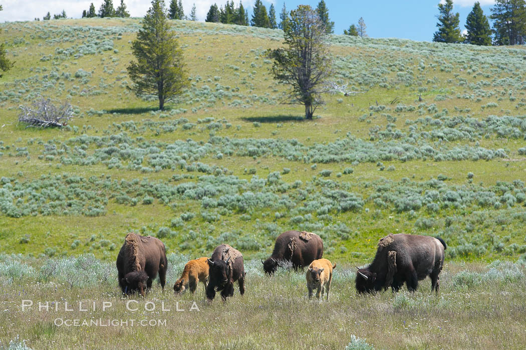 The Hayden herd of bison grazes, a mix of mature adults and young calves. Hayden Valley, Yellowstone National Park, Wyoming, USA, Bison bison, natural history stock photograph, photo id 13141