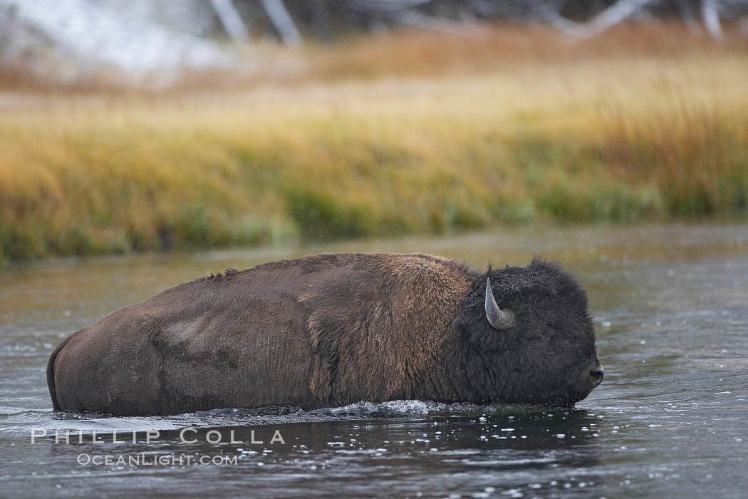 Bison wades across the Madison River, autumn. Yellowstone National Park, Wyoming, USA, Bison bison, natural history stock photograph, photo id 19601