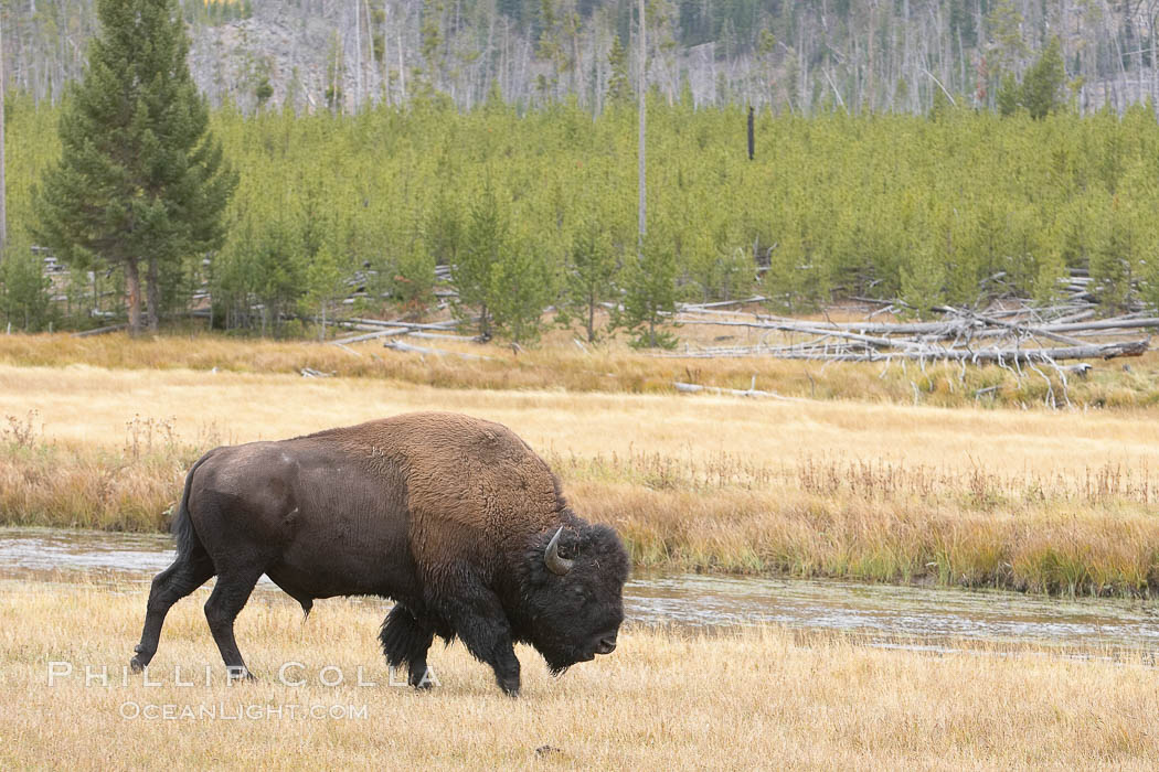 Bison grazes amid grass fields along the Madison River. Yellowstone National Park, Wyoming, USA, Bison bison, natural history stock photograph, photo id 19609