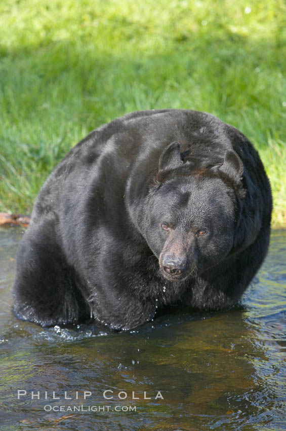 American black bear, adult male, Sierra Nevada foothills, Mariposa, California., Ursus americanus, natural history stock photograph, photo id 15978