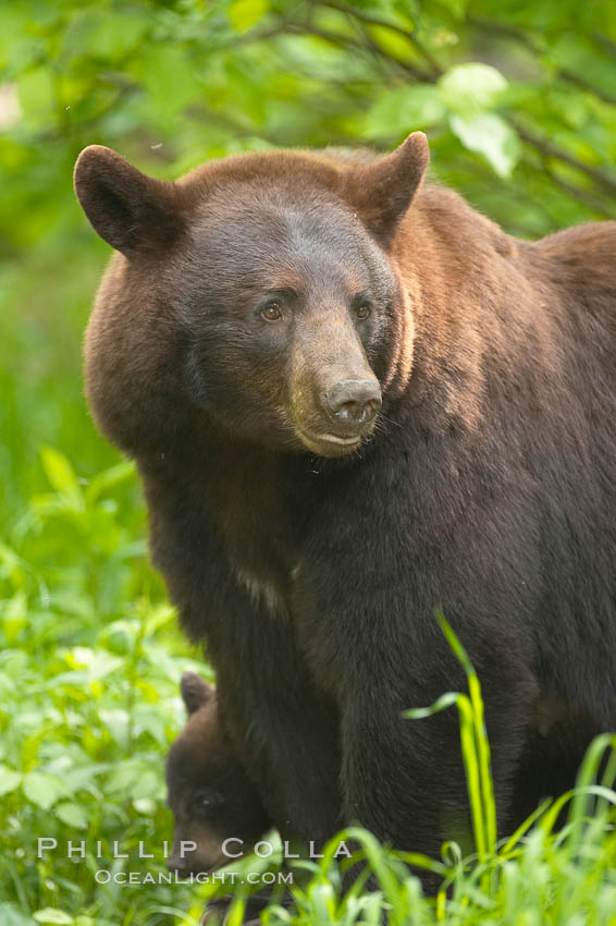 Black bear portrait.  American black bears range in color from deepest black to chocolate and cinnamon brown.  They prefer forested and meadow environments. This bear still has its thick, full winter coat, which will be shed soon with the approach of summer. Orr, Minnesota, USA, Ursus americanus, natural history stock photograph, photo id 18742