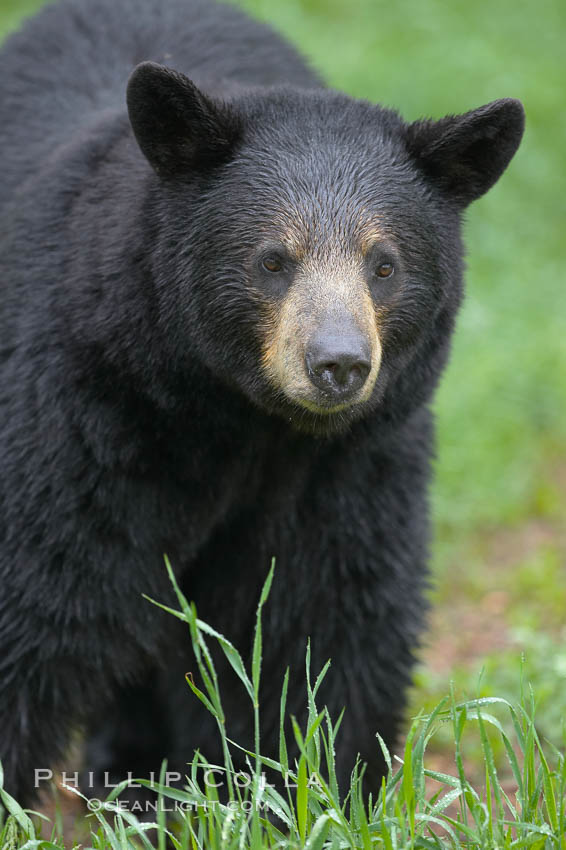 Black bear walking in a grassy meadow.  Black bears can live 25 years or more, and range in color from deepest black to chocolate and cinnamon brown.  Adult males typically weigh up to 600 pounds.  Adult females weight up to 400 pounds and reach sexual maturity at 3 or 4 years of age.  Adults stand about 3' tall at the shoulder. Orr, Minnesota, USA, Ursus americanus, natural history stock photograph, photo id 18748