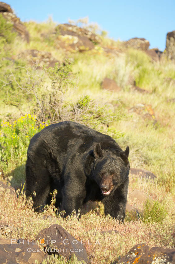 American black bear, adult male., Ursus americanus, natural history stock photograph, photo id 12254