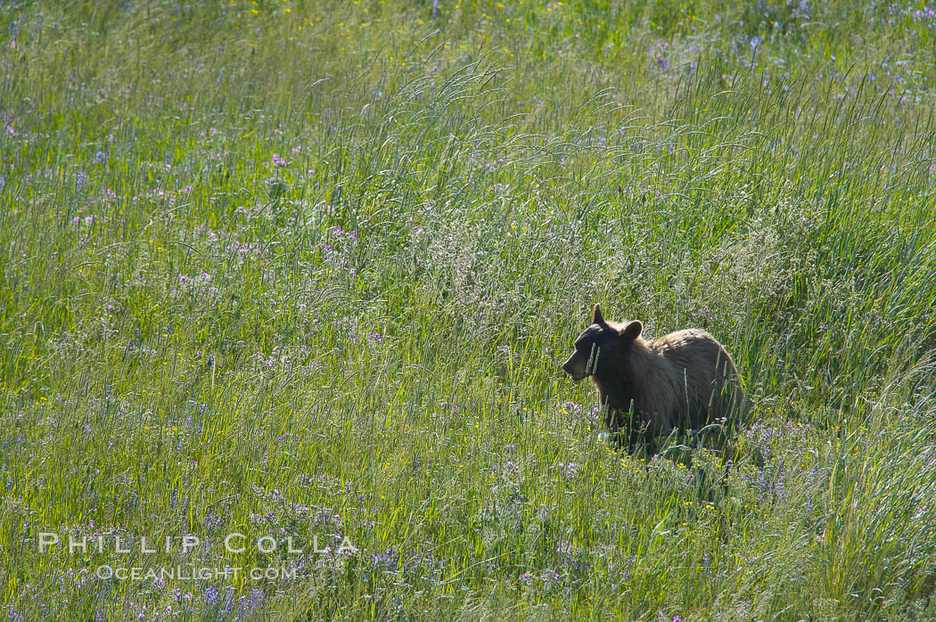 This black bear is wading through deep grass grazing on wild flowers.  Lamar Valley. Yellowstone National Park, Wyoming, USA, Ursus americanus, natural history stock photograph, photo id 13106