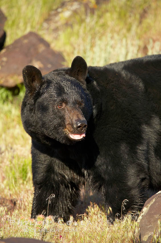 American black bear, adult male., Ursus americanus, natural history stock photograph, photo id 12251