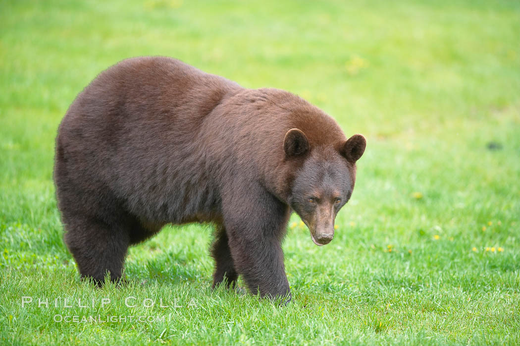 Black bear walking in a grassy meadow.  Black bears can live 25 years or more, and range in color from deepest black to chocolate and cinnamon brown.  Adult males typically weigh up to 600 pounds.  Adult females weight up to 400 pounds and reach sexual maturity at 3 or 4 years of age.  Adults stand about 3' tall at the shoulder. Orr, Minnesota, USA, Ursus americanus, natural history stock photograph, photo id 18743