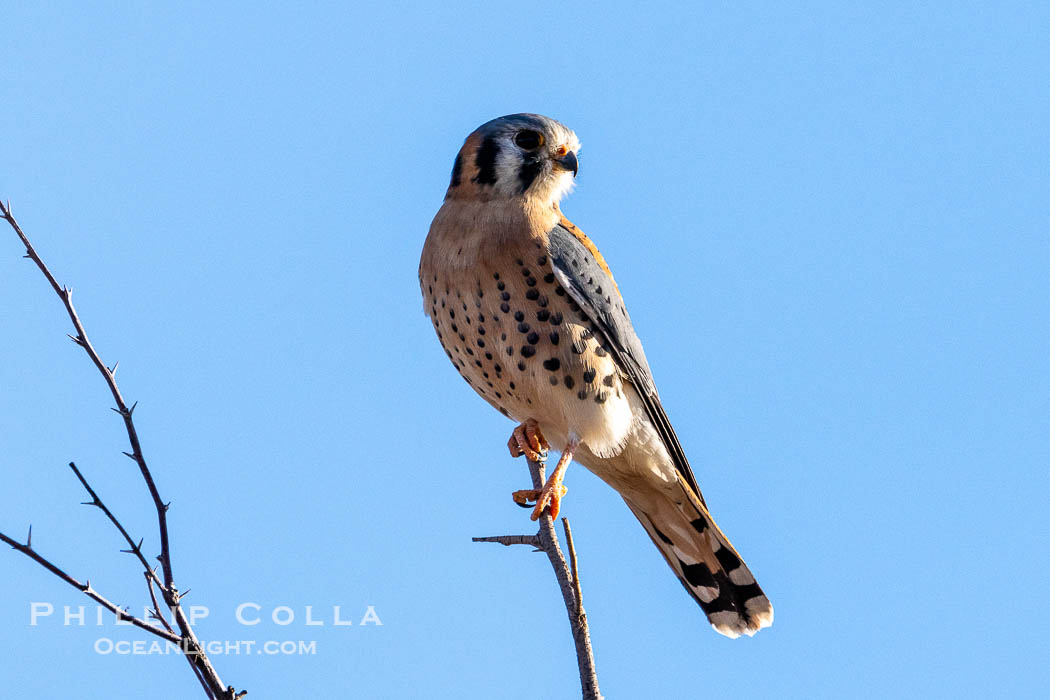 American Kestrel, Falco sparverius, Bosque del Apache National Wildlife Refuge, New Mexico, USA. Socorro, Falco sparverius, natural history stock photograph, photo id 39941