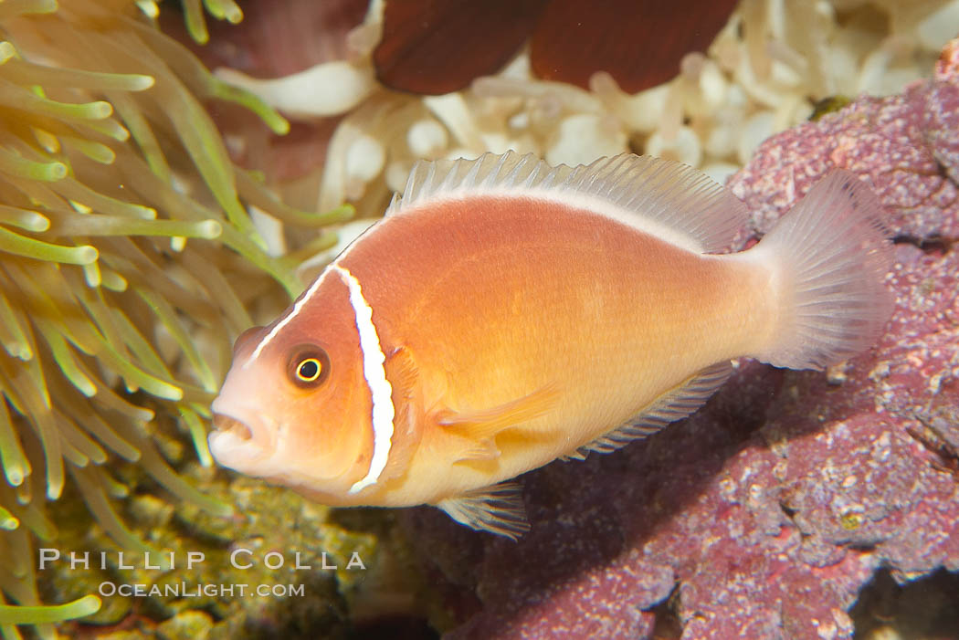 Pink anemonefish., Amphiprion perideraion, natural history stock photograph, photo id 12906