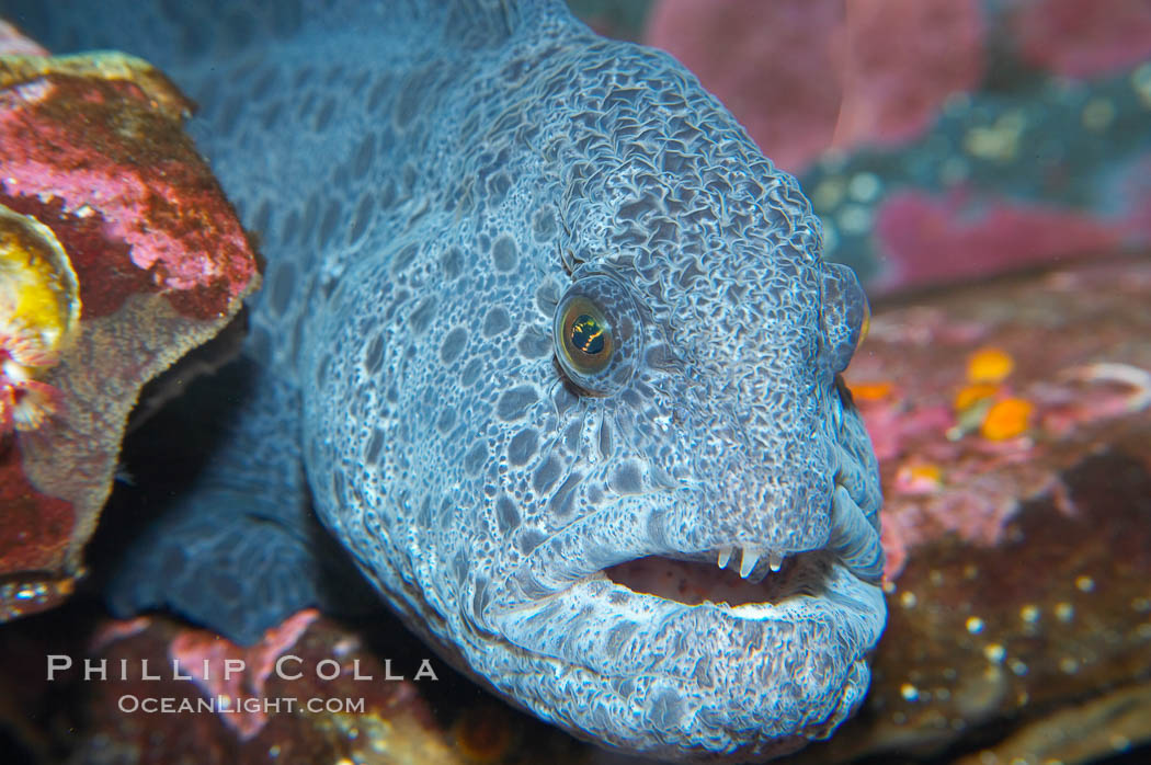 Wolf eel, although similar in shape to eels, is cartilaginous and not a true fish.  Its powerful jaws can crush invertibrates, such as spiny sea urchins.  It can grow to 6 feet (2m) in length., Anarrhichthys ocellatus, natural history stock photograph, photo id 13702