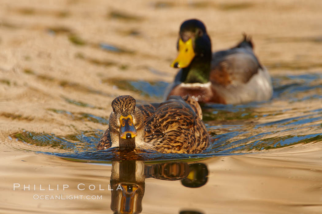 Mallard, female pursued by male. Santee Lakes, California, USA, Anas platyrhynchos, natural history stock photograph, photo id 23412