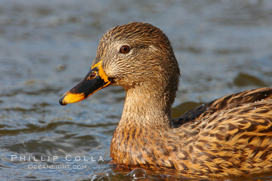 Mallard, female. Santee Lakes, California, USA, Anas platyrhynchos, natural history stock photograph, photo id 23405