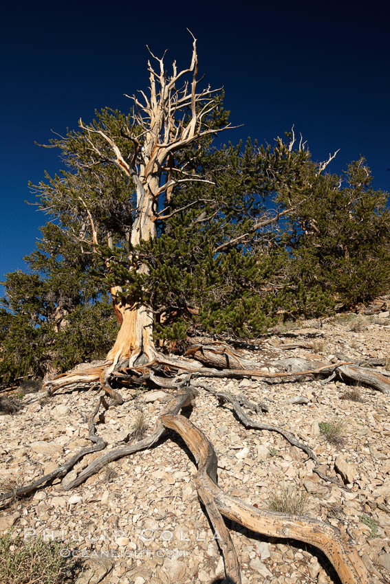 Ancient bristlecone pine tree, roots spread wide and exposed over dolomite-rich soil, rising above the arid slopes of the Schulman Grove in the White Mountains at an elevation of 9500 above sea level, along the Methuselah Walk.  The oldest bristlecone pines in the world are found in the Schulman Grove, some of them over 4700 years old. Ancient Bristlecone Pine Forest. White Mountains, Inyo National Forest, California, USA, Pinus longaeva, natural history stock photograph, photo id 23234