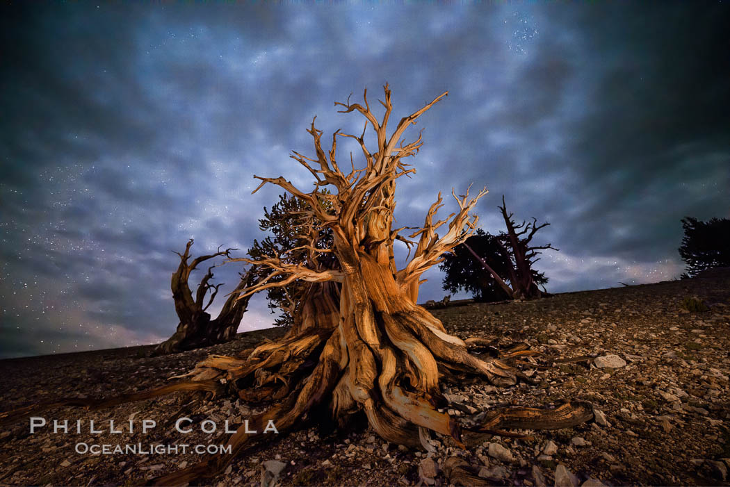 Ancient Bristlecone Pine Tree at night, stars and the Milky Way galaxy visible in the evening sky, near Patriarch Grove. Ancient Bristlecone Pine Forest, White Mountains, Inyo National Forest, California, USA, Pinus longaeva, natural history stock photograph, photo id 28786