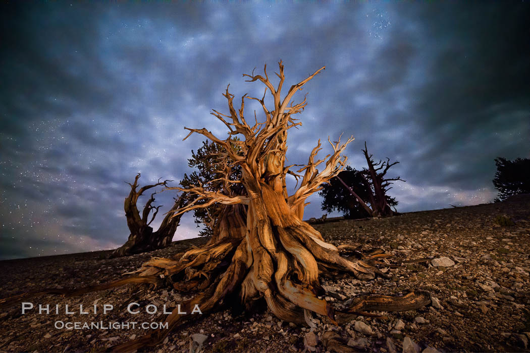 Ancient Bristlecone Pine Tree at night, stars and the Milky Way galaxy visible in the evening sky, near Patriarch Grove, Pinus longaeva, Ancient Bristlecone Pine Forest, White Mountains, Inyo National Forest