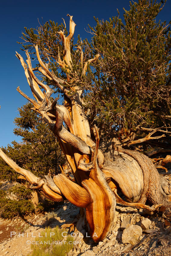 Ancient bristlecone pine tree, rising above the arid, dolomite-rich slopes of the Schulman Grove in the White Mountains at an elevation of 9500 above sea level, along the Methuselah Walk.  The oldest bristlecone pines in the world are found in the Schulman Grove, some of them over 4700 years old. Ancient Bristlecone Pine Forest, Pinus longaeva, White Mountains, Inyo National Forest