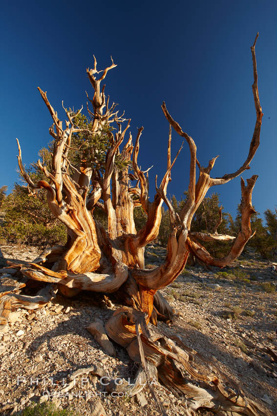 Ancient bristlecone pine tree, rising above the arid, dolomite-rich slopes of the Schulman Grove in the White Mountains at an elevation of 9500 above sea level, along the Methuselah Walk.  The oldest bristlecone pines in the world are found in the Schulman Grove, some of them over 4700 years old. Ancient Bristlecone Pine Forest. White Mountains, Inyo National Forest, California, USA, Pinus longaeva, natural history stock photograph, photo id 23240