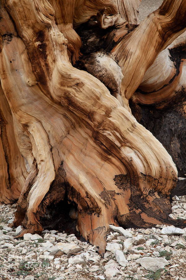 Ancient bristlecone pine tree, rising from arid, dolomite-rich slopes of the Patriarch Grove in the White Mountains at an elevation of 11,000 above sea level. White Mountains, Inyo National Forest, California, USA, natural history stock photograph, photo id 26980