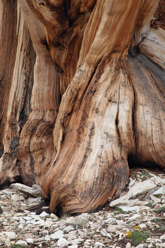 Ancient bristlecone pine tree, rising from arid, dolomite-rich slopes of the Patriarch Grove in the White Mountains at an elevation of 11,000 above sea level. White Mountains, Inyo National Forest, California, USA, natural history stock photograph, photo id 26987