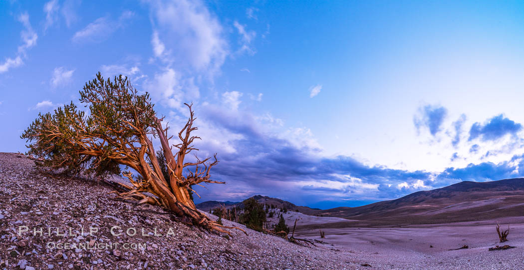 Ancient Bristlecone Pine Tree at sunset, panorama, with storm clouds passing over the White Mountains.  The eastern Sierra Nevada is just visible in the distance. Ancient Bristlecone Pine Forest, White Mountains, Inyo National Forest, California, USA, Pinus longaeva, natural history stock photograph, photo id 28780