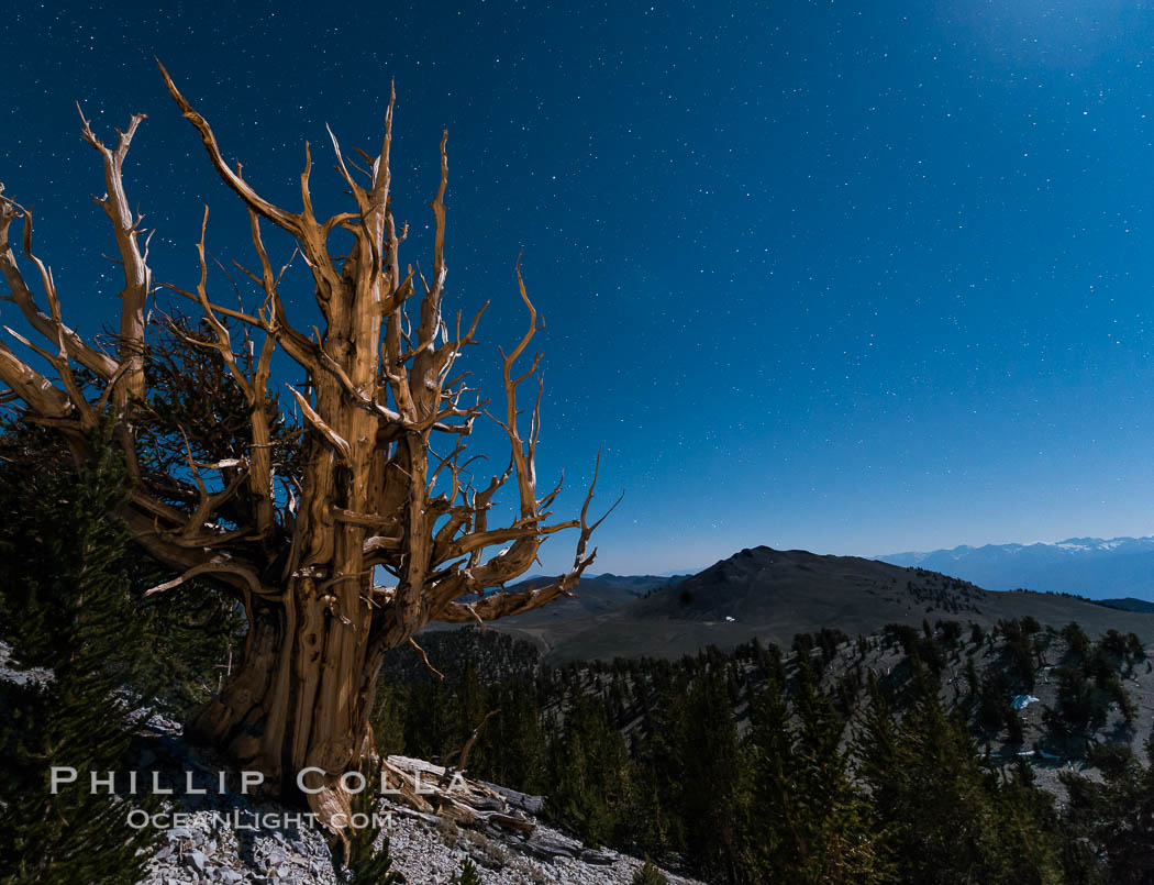 Ancient bristlecone pine trees at night, under a clear night sky full of stars, lit by a full moon, near Patriarch Grove. White Mountains, Inyo National Forest, California, USA, Pinus longaeva, natural history stock photograph, photo id 28532