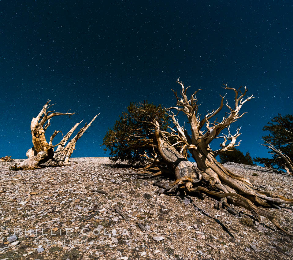 Ancient bristlecone pine trees at night, under a clear night sky full of stars, lit by a full moon, near Patriarch Grove. White Mountains, Inyo National Forest, California, USA, Pinus longaeva, natural history stock photograph, photo id 28536