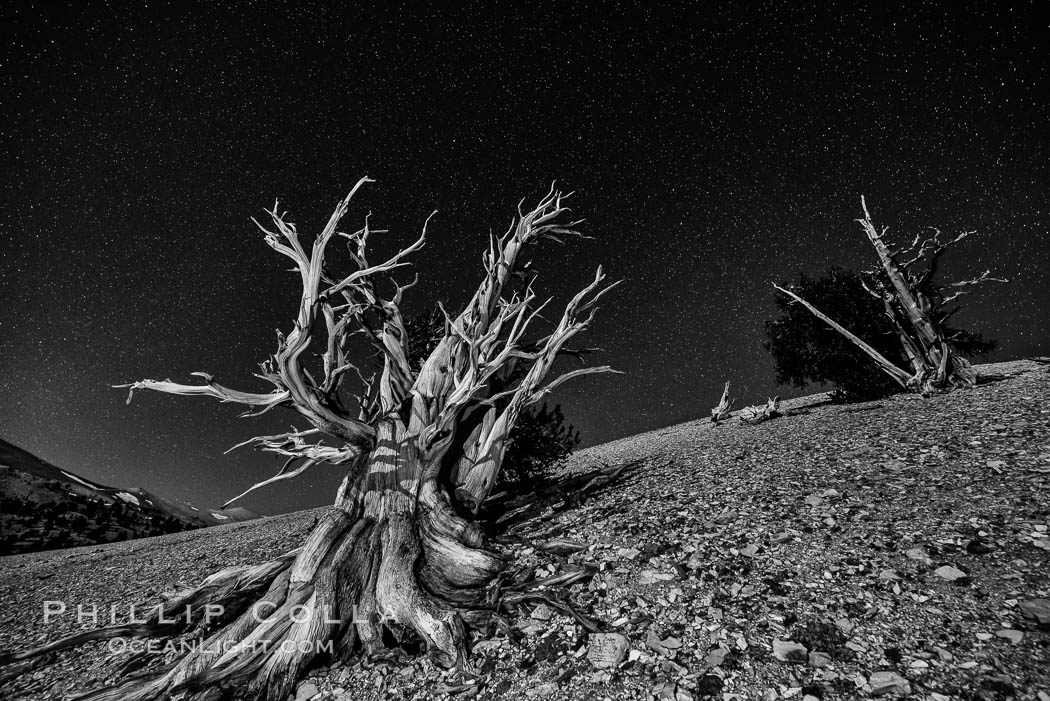 Ancient bristlecone pine trees at night, under a clear night sky full of stars, lit by a full moon, near Patriarch Grove, Pinus longaeva, White Mountains, Inyo National Forest