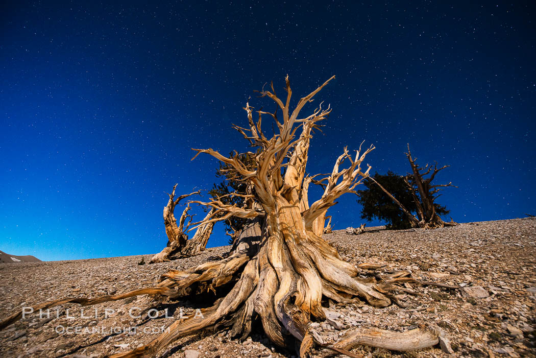 Ancient bristlecone pine trees at night, under a clear night sky full of stars, lit by a full moon, near Patriarch Grove. White Mountains, Inyo National Forest, California, USA, Pinus longaeva, natural history stock photograph, photo id 28529