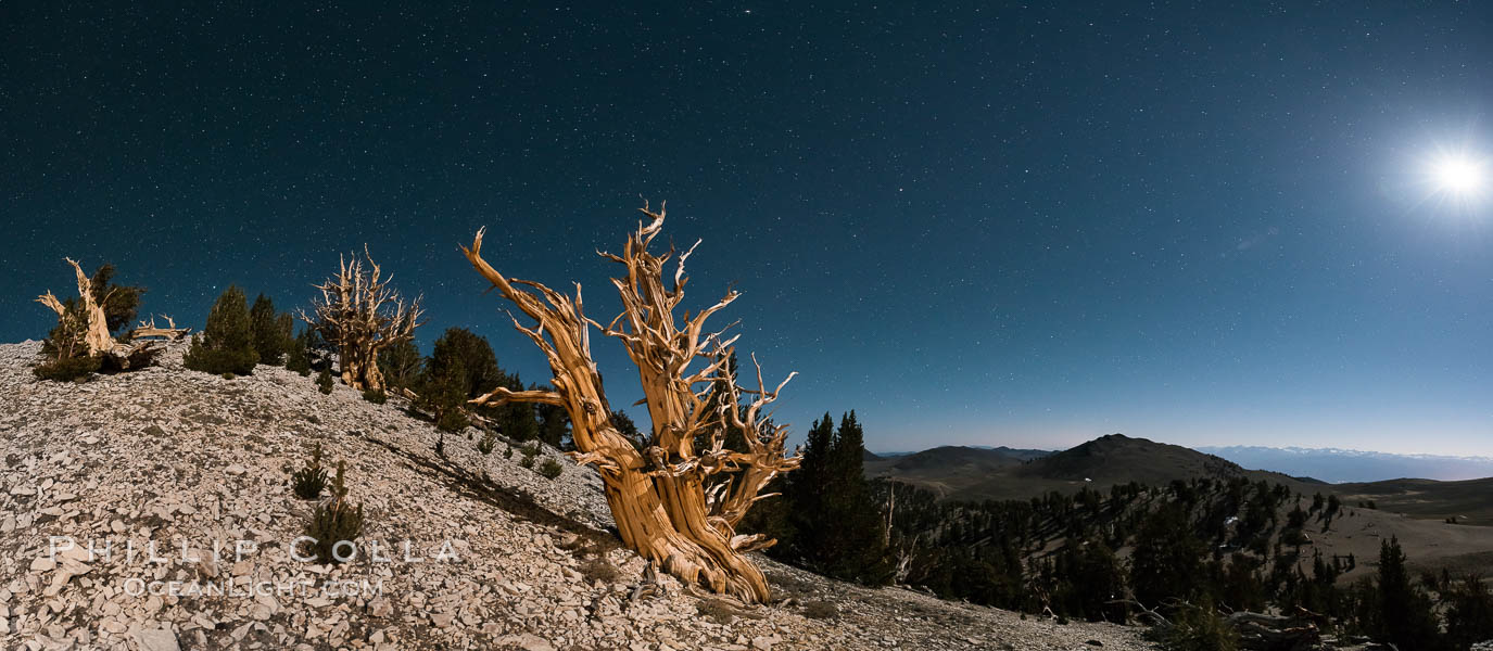Ancient bristlecone pine trees at night, under a clear night sky full of stars, lit by a full moon, near Patriarch Grove. White Mountains, Inyo National Forest, California, USA, Pinus longaeva, natural history stock photograph, photo id 28533
