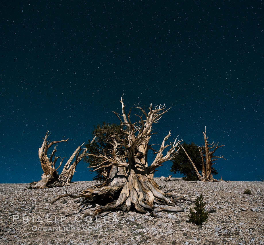 Ancient bristlecone pine trees at night, under a clear night sky full of stars, lit by a full moon, near Patriarch Grove. White Mountains, Inyo National Forest, California, USA, Pinus longaeva, natural history stock photograph, photo id 28537