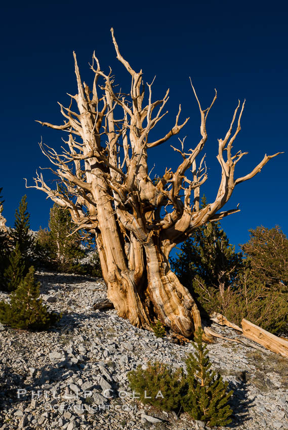 Ancient bristlecone pine trees in Patriarch Grove, display characteristic gnarled, twisted form as it rises above the arid, dolomite-rich slopes of the White Mountains at 11000-foot elevation. Patriarch Grove, Ancient Bristlecone Pine Forest. White Mountains, Inyo National Forest, California, USA, Pinus longaeva, natural history stock photograph, photo id 28526
