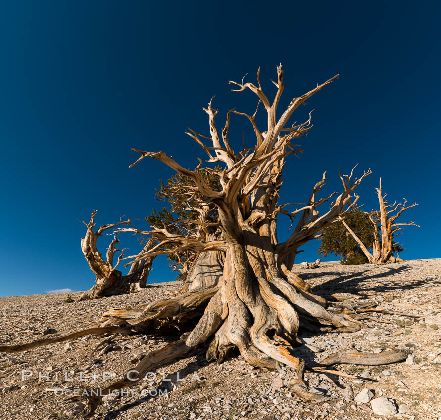 Ancient bristlecone pine trees in Patriarch Grove, display characteristic gnarled, twisted form as it rises above the arid, dolomite-rich slopes of the White Mountains at 11000-foot elevation. Patriarch Grove, Ancient Bristlecone Pine Forest. White Mountains, Inyo National Forest, California, USA, Pinus longaeva, natural history stock photograph, photo id 28523